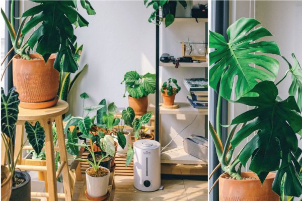 Kegiatan Musim Panas Tanaman hias